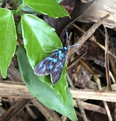 Clelea sapphirina