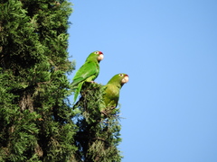 Psittacara finschi