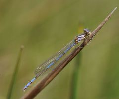 Austrocoenagrion lyelli