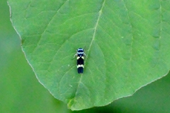 Macugonalia leucomelas