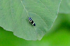 Macugonalia leucomelas