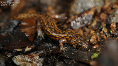 Onychodactylus koreanus