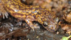 Onychodactylus koreanus