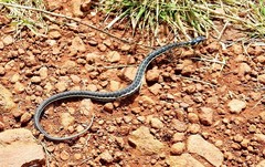 Thamnophis pulchrilatus
