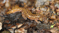 Onychodactylus koreanus