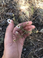 Symphyotrichum porteri