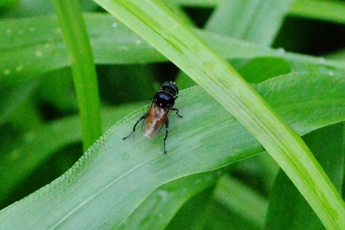 Palpada melanaspis