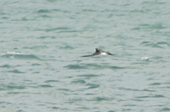 Megaptera novaeangliae australis