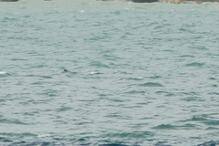 Megaptera novaeangliae australis