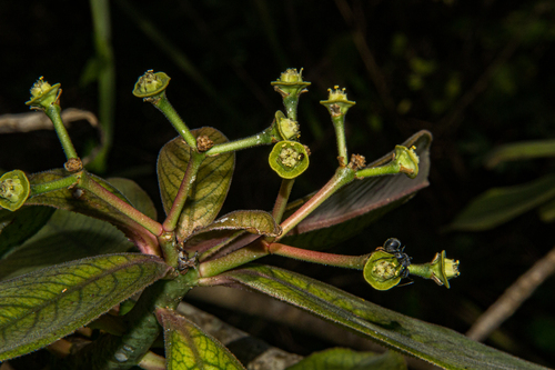 Euphorbia kirkii image