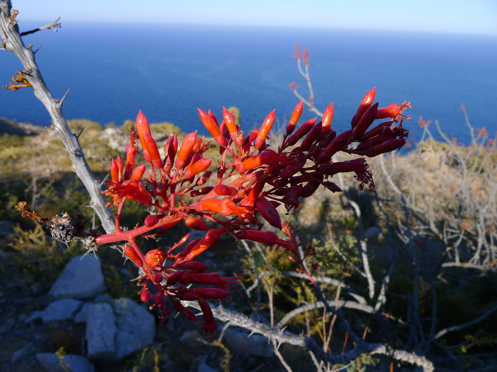 Adam's tree from Santa Catalina Island on March 17, 2013 at 03:40 PM by ...