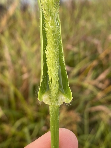 Hymenachne