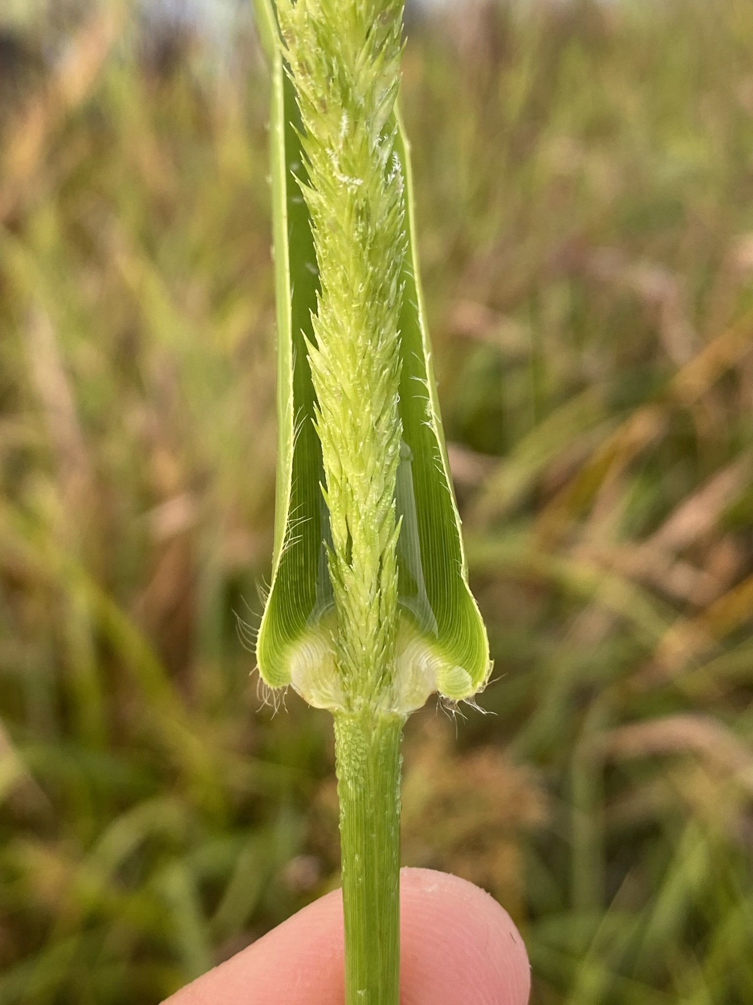 Hymenachne