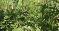 Catasticta flisa flisa