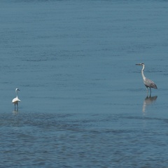 Ardea cinerea