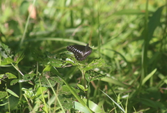 Catasticta flisa flisa