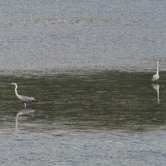 Ardea cinerea