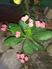 Euphorbia