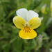 Viola tricolor subalpina - Photo (c) Christian Kropf, some rights reserved (CC BY-NC), uploaded by Christian Kropf