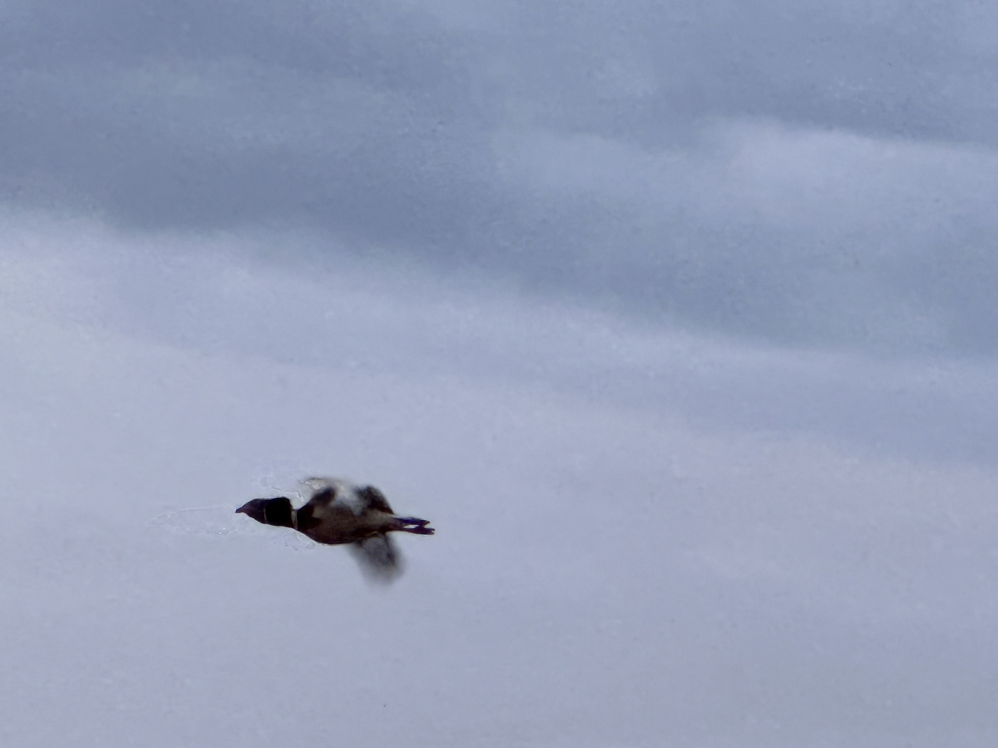 Little Bustard