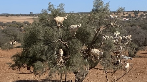 Domestic Goat