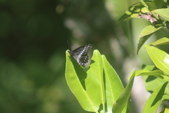 Catasticta flisa flisa