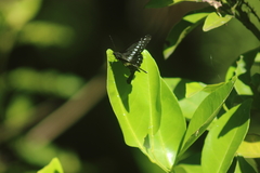 Catasticta flisa flisa