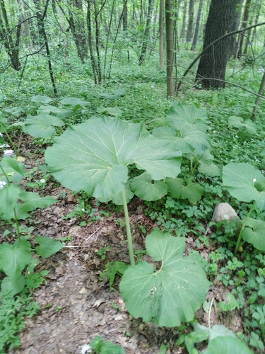 Наблюдение на iNaturalist