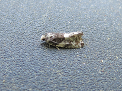Gypsonoma adjuncta