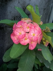 Euphorbia