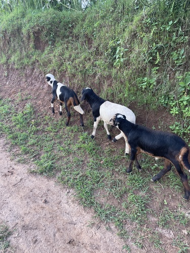 Domestic Goat