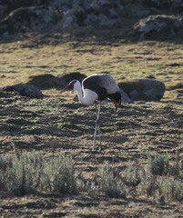 Bugeranus carunculatus