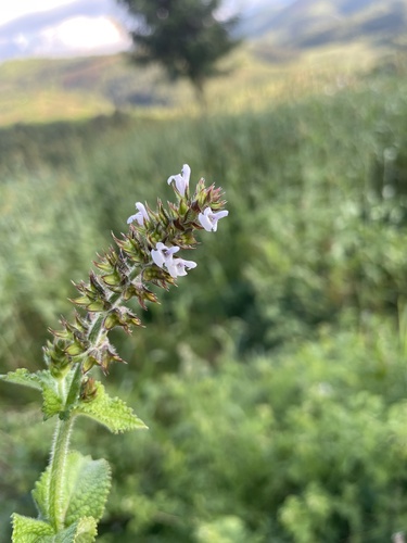 Nile Sage