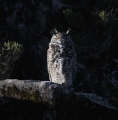 Bubo capensis