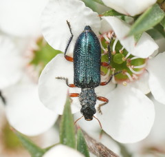 Phlogistus cribratus