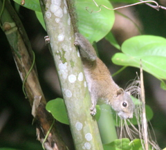 Callosciurus pygerythrus