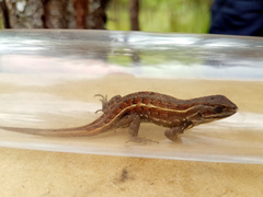 Sceloporus bicanthalis