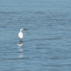 Egretta garzetta