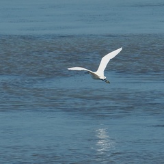 Egretta garzetta