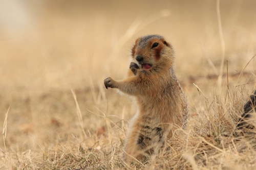 Russet Ground Squirrel, Челябинская обл., Россия, 456893, photo 6 of 10