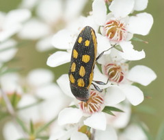 Castiarina xanthopilosa