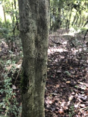 Crataegus marshallii