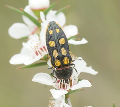 Castiarina xanthopilosa
