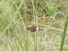 Tisiphone abeona albifascia