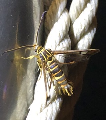 Synanthedon