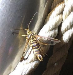 Synanthedon
