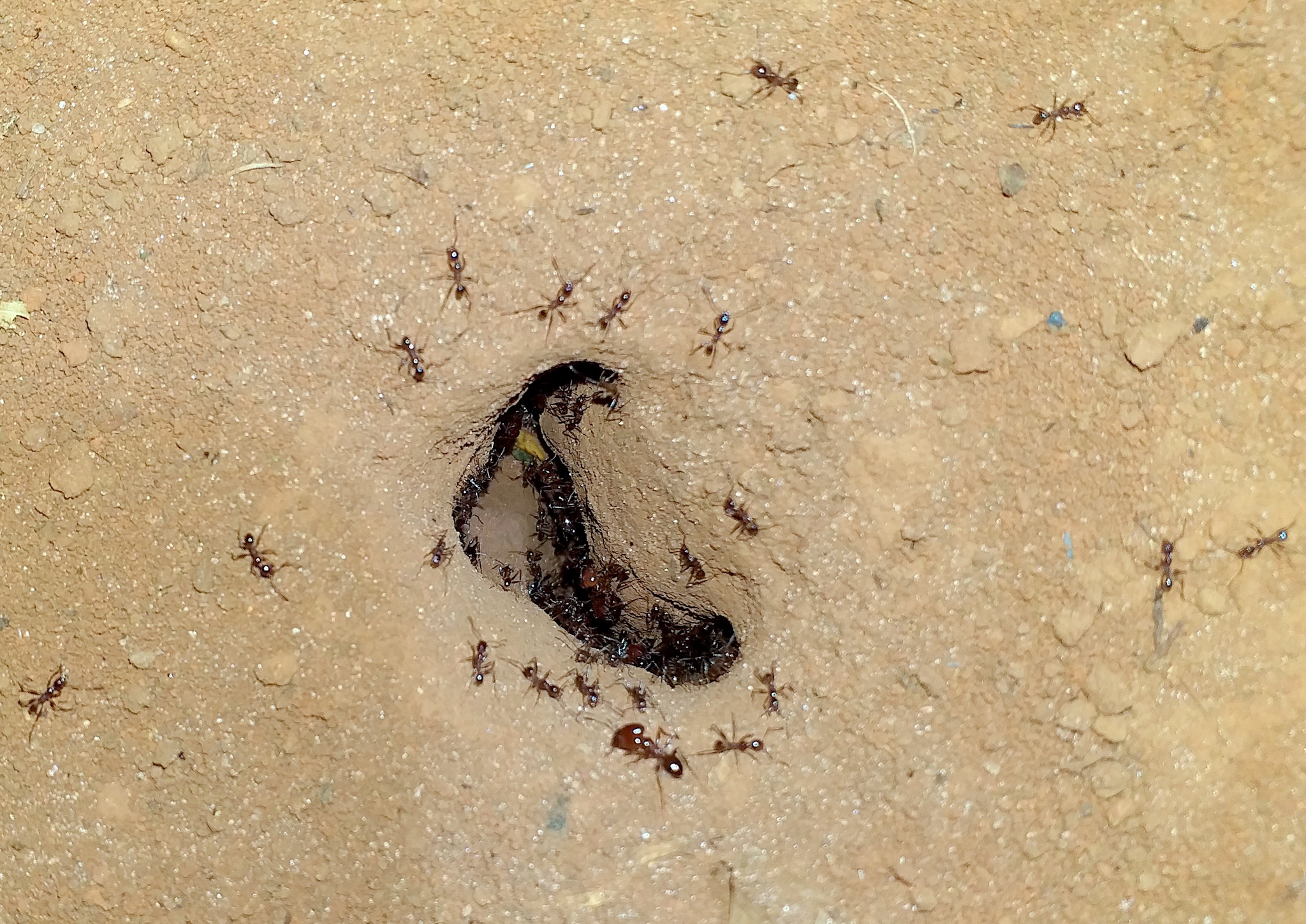 Pheidole diligens