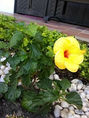 Hibiscus rosa-sinensis