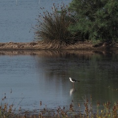 Himantopus himantopus