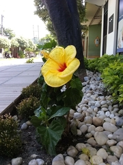 Hibiscus rosa-sinensis